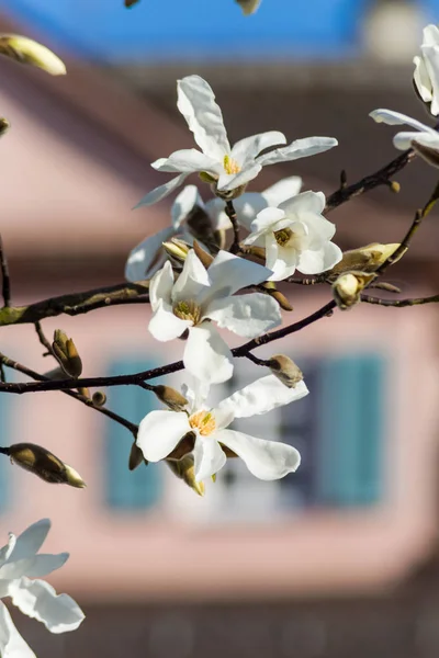 Magnolia blossom on front of buildings facades — Stock Photo, Image