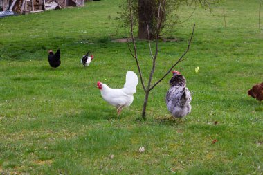 ilkbaharda yeşil çim ile güney Almanya'da yazlık bahçede tavuk