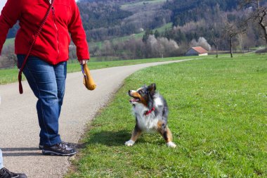 insanlar güney Almanya güneşli öğleden sonra bikeway yakınında bahar ay nisan yeşil çim kendi köpek ile oynamak
