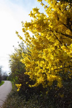 Alman bahar mevsiminde kırsal bisiklet yolunda sarı zencefil.