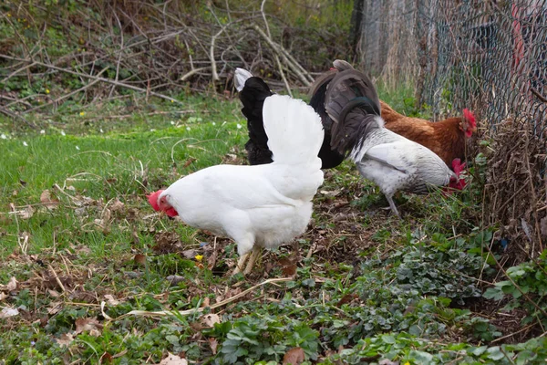 Kurczak w ogrodzie domku — Zdjęcie stockowe