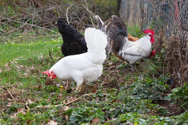 Kurczak w ogrodzie domku — Zdjęcie stockowe