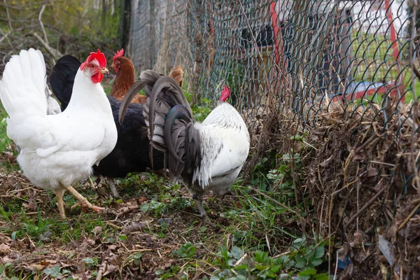 Курица в коттеджном саду — стоковое фото