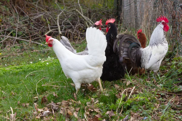 Chicken Cottage Garden South Germany Green Lawn Springtime — Stock Photo, Image