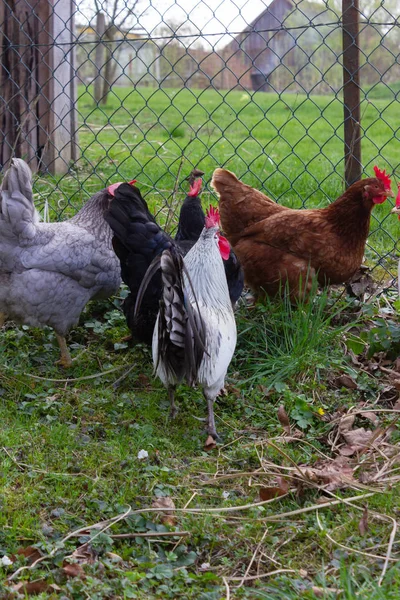 Poulet Dans Jardin Cottage Allemagne Sud Avec Pelouse Verte Printemps — Photo