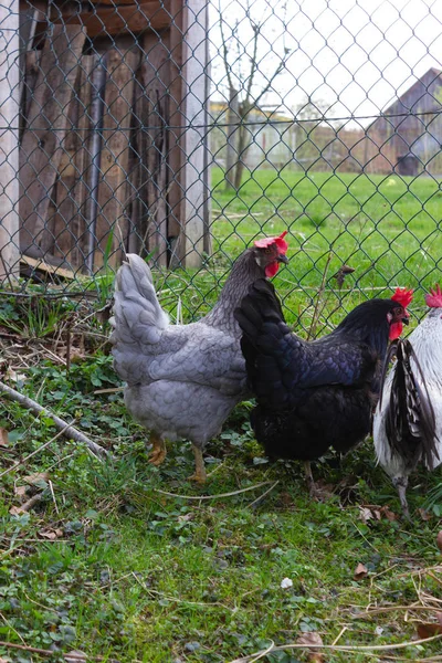 Chicken Cottage Garden South Germany Green Lawn Springtime — Stock Photo, Image