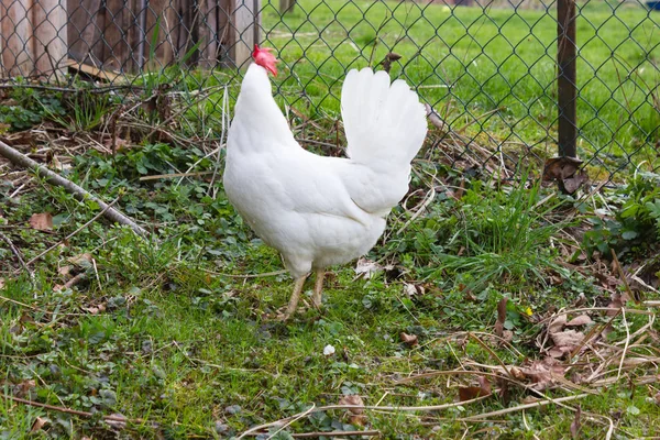 Курица Коттеджном Саду Юге Германии Зеленой Лужайкой Весной — стоковое фото