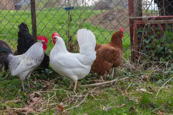 Poulet Dans Jardin Cottage Allemagne Sud Avec Pelouse Verte Printemps — Photo