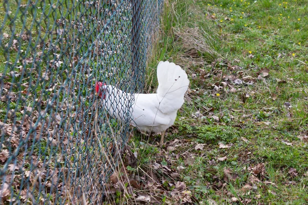 Hühner Süddeutschen Hüttengarten Mit Grünem Rasen Frühling — Stockfoto