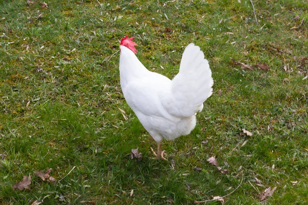 Hühner Süddeutschen Hüttengarten Mit Grünem Rasen Frühling — Stockfoto