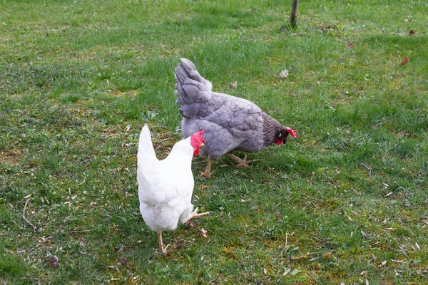 Chicken Cottage Garden South Germany Green Lawn Springtime — Stock Photo, Image