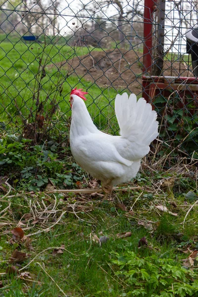 Kurczak Ogrodzie Domku Południu Niemiec Zielonym Trawnikiem Wiosnie — Zdjęcie stockowe