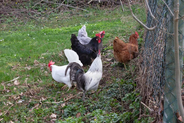 Hühner Süddeutschen Hüttengarten Mit Grünem Rasen Frühling — Stockfoto