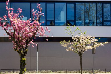 güney Almanya'da ilkbahar nisan ayında mavi gökyüzü ile tarihi şehirde badem ağacı ve çiçek modern bina cephe