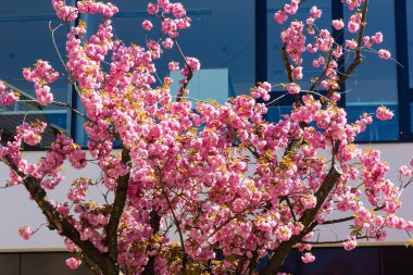 güney Almanya'da ilkbahar nisan ayında mavi gökyüzü ile tarihi şehirde badem ağacı ve çiçek modern bina cephe