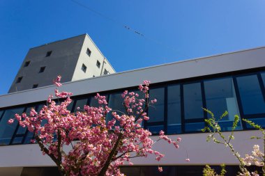 güney Almanya'da ilkbahar nisan ayında mavi gökyüzü ile tarihi şehirde badem ağacı ve çiçek modern bina cephe