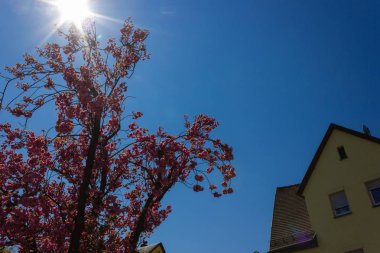 güney Almanya'da nisan ayı ilkbaharda güneş ışınları ile badem çiçeği ağacı