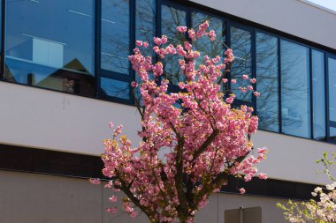 güney Almanya'da ilkbahar nisan ayında mavi gökyüzü ile tarihi şehirde badem ağacı ve çiçek modern bina cephe