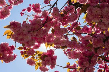 güney Almanya'da nisan ayı ilkbaharda güneş ışınları ile badem çiçeği ağacı