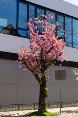 güney Almanya'da ilkbahar nisan ayında mavi gökyüzü ile tarihi şehirde badem ağacı ve çiçek modern bina cephe