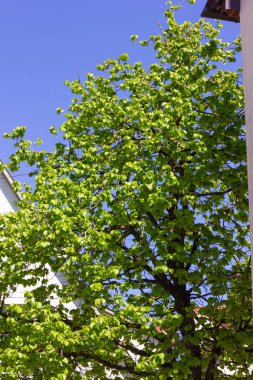 beyaz şehir cepheleri üzerinde taze yeşil yapraklar ağaç güney Almanya'da tarihi şehrin mavi bir gökyüzü