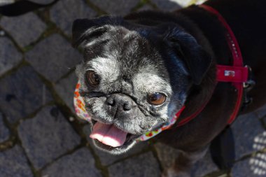 siyah pug güney Almanya'da ilkbahar gününde pazarda adelheid adlı