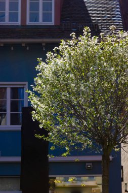 güney Almanya'da tarihi şehrin pazar yerinde renkli şehir cepheleri üzerinde taze yeşil yapraklar ağaç