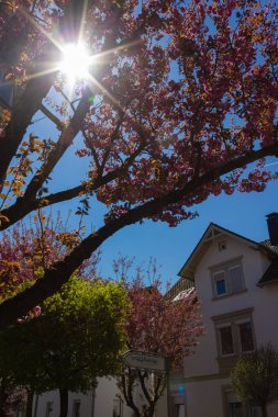 güney Almanya'da nisan ayı ilkbaharda güneş ışınları ile badem çiçeği ağacı