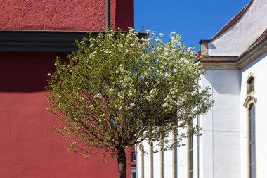 güney Almanya'da tarihi şehrin pazar yerinde renkli şehir cepheleri üzerinde taze yeşil yapraklar ağaç