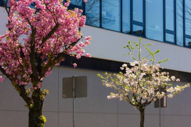 güney Almanya'da ilkbahar nisan ayında mavi gökyüzü ile tarihi şehirde badem ağacı ve çiçek modern bina cephe
