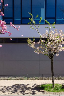 güney Almanya'da ilkbahar nisan ayında mavi gökyüzü ile tarihi şehirde badem ağacı ve çiçek modern bina cephe