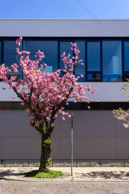 güney Almanya'da ilkbahar nisan ayında mavi gökyüzü ile tarihi şehirde badem ağacı ve çiçek modern bina cephe