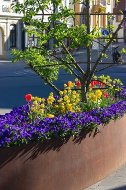 nisan güneşli öğleden sonra güney Almanya parkta renkli bahar şehir çiçekleri