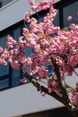 güney Almanya'da ilkbahar nisan ayında mavi gökyüzü ile tarihi şehirde badem ağacı ve çiçek modern bina cephe