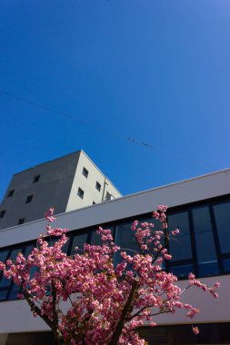 güney Almanya'da ilkbahar nisan ayında mavi gökyüzü ile tarihi şehirde badem ağacı ve çiçek modern bina cephe
