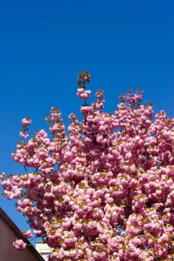 badem ağacı ve güney Almanya'da ilkbahar nisan ayında mavi gökyüzü ile tarihi şehirde çiçek