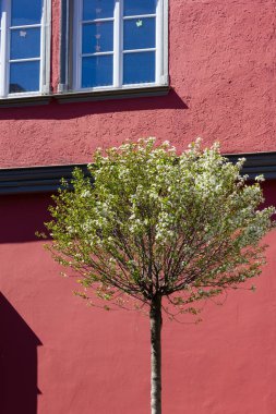 güney Almanya'da tarihi şehrin pazar yerinde renkli şehir cepheleri üzerinde taze yeşil yapraklar ağaç
