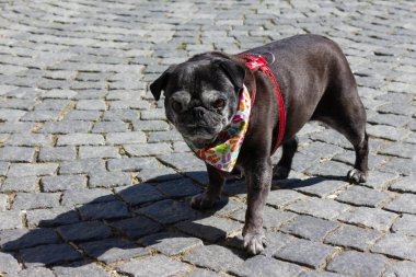 siyah pug güney Almanya'da ilkbahar gününde pazarda adelheid adlı