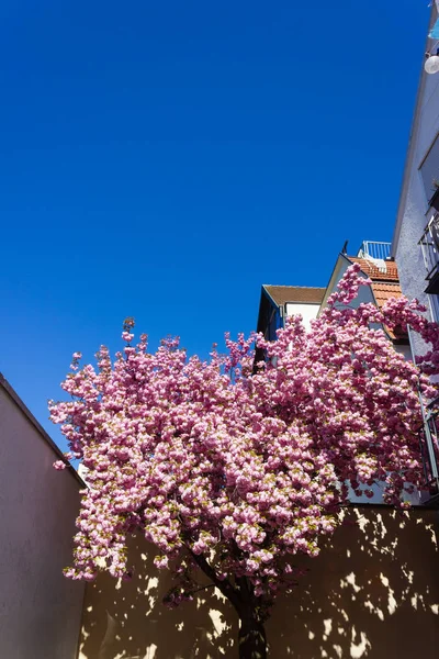 Almendro Flor Ciudad Histórica Con Cielo Azul Primavera Abril Sur — Foto de Stock