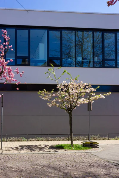 almond tree and blossom modern building facade at historical city with blue sky at springtime april in south germany