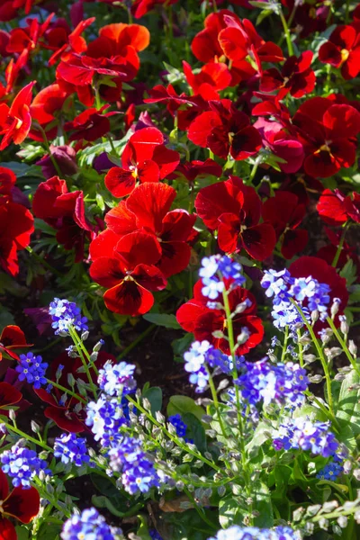 Coloridas Flores Cidade Primavera Parque Alemanha Sul Abril Tarde Ensolarada — Fotografia de Stock