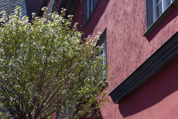 Árbol Hojas Verdes Frescas Fachadas Coloridas Ciudad Mercado Ciudad Histórica — Foto de Stock