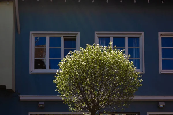 Árbol Hojas Verdes Frescas Fachadas Coloridas Ciudad Mercado Ciudad Histórica — Foto de Stock