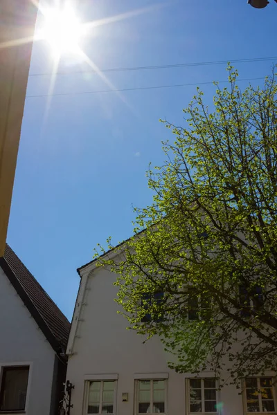 Árbol Hojas Verdes Frescas Con Rayo Sol Fachadas Coloridas Ciudad — Foto de Stock