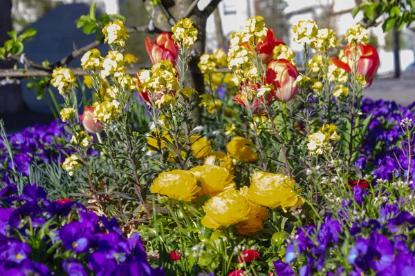 Colorful Springtime City Flowers South Germany Park April Sunny Afternoon — Stock Photo, Image