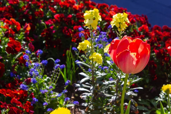 Colorful Springtime City Flowers South Germany Park April Sunny Afternoon — Stock Photo, Image