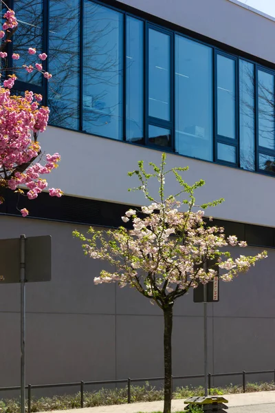 Almendro Flor Moderna Fachada Del Edificio Ciudad Histórica Con Cielo — Foto de Stock