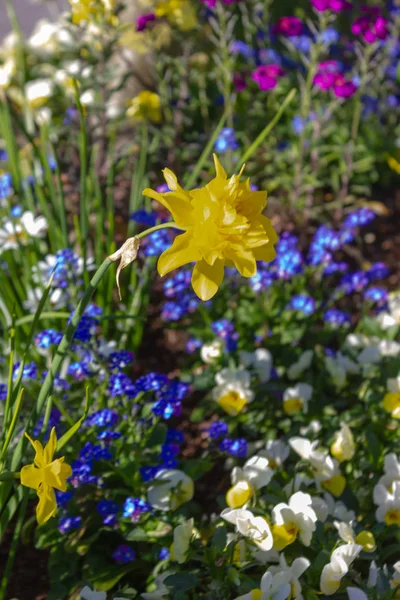 Färgglada Våren City Blommor Södra Tyskland Park April Solig Eftermiddag — Stockfoto