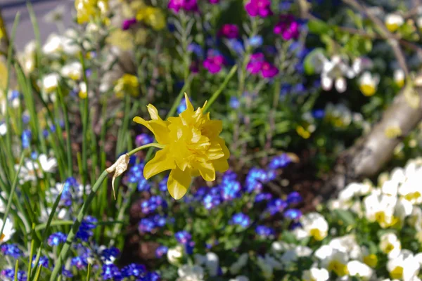 Coloridas Flores Cidade Primavera Parque Alemanha Sul Abril Tarde Ensolarada — Fotografia de Stock