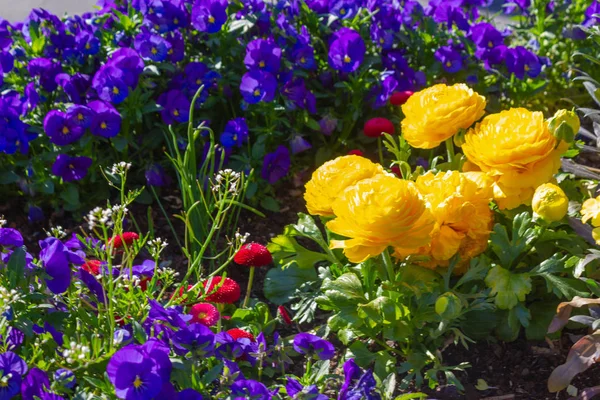 nisan güneşli öğleden sonra güney Almanya parkta renkli bahar şehir çiçekleri